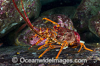 Red Spiny Lobster Tasmania Photo - Gary Bell