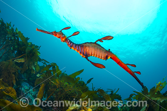 Weedy Seadragon photo Weedy Seadragon photo
