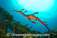 Weedy Seadragon Photo - Gary Bell
