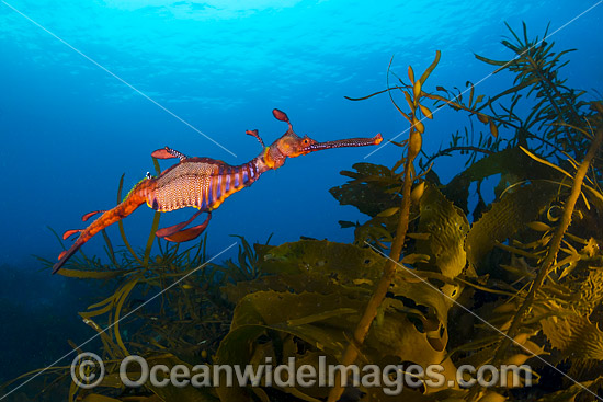 Weedy Seadragon Tasmania photo Weedy Seadragon Tasmania photo
