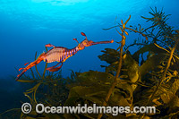 Weedy Seadragon Tasmania Photo - Gary Bell