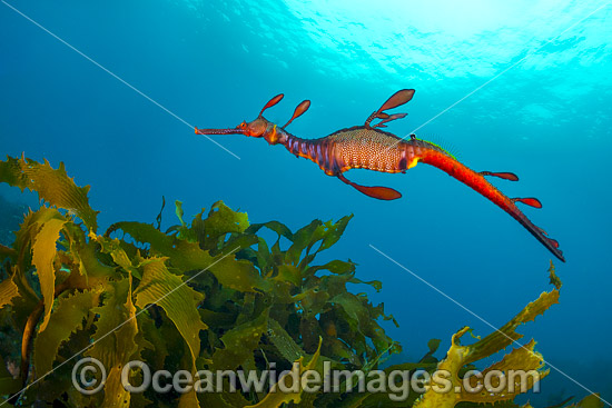 Weedy Seadragon photo Weedy Seadragon photo
