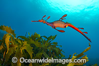 Weedy Seadragon Photo - Gary Bell