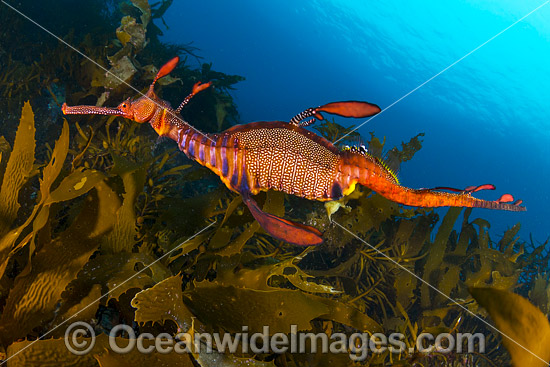 Weedy Seadragon Tasmania photo Weedy Seadragon Tasmania photo
