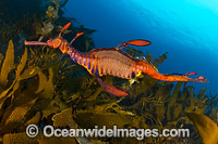 Weedy Seadragon Tasmania Photo - Gary Bell