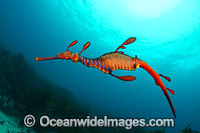 Weedy Seadragon Photo - Gary Bell