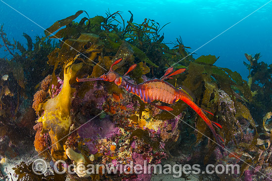 Weedy Seadragon Tasmania photo Weedy Seadragon Tasmania photo