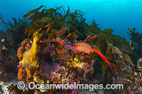 Weedy Seadragon Tasmania Photo - Gary Bell