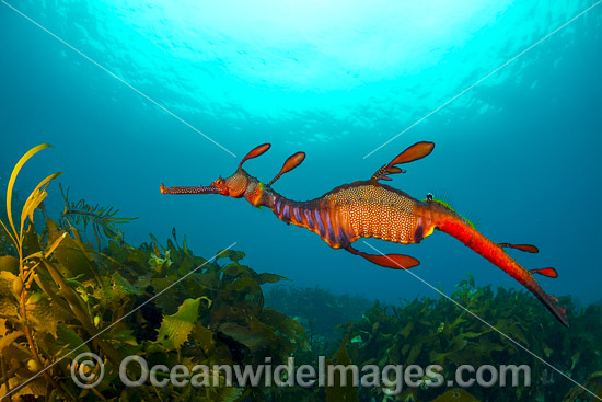Weedy Seadragon photo Weedy Seadragon photo