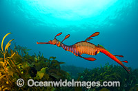 Weedy Seadragon Photo - Gary Bell