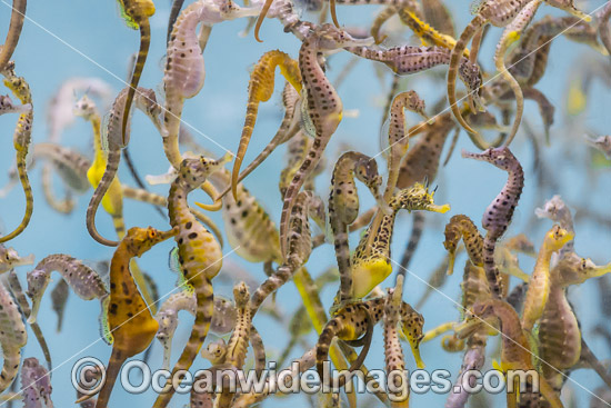 Southern Pot-belly Seahorses photo Southern Pot-belly Seahorses photo