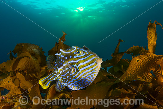 Shaws Cowfish Tasmania photo