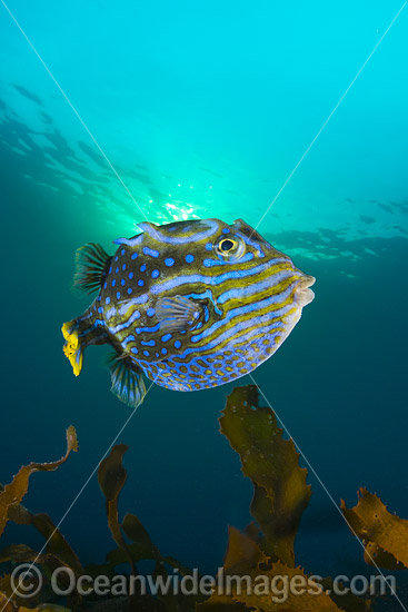 Shaws Cowfish Tasmania photo