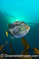 Shaws Cowfish Tasmania Photo - Gary Bell
