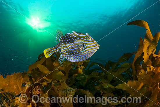 Shaws Cowfish Tasmania photo