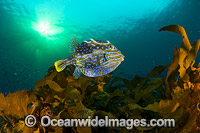 Shaws Cowfish Tasmania Photo - Gary Bell