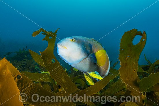 Blue-throated Wrasse Tasmania photo Blue-throated Wrasse Tasmania photo