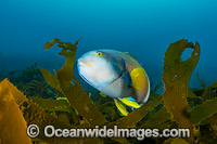 Blue-throated Wrasse Tasmania Photo - Gary Bell