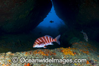 Banded Morwong Tasmania Photo - Gary Bell