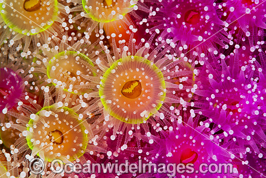 Jewel Anemones photo Jewel Anemones photo