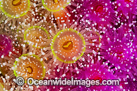 Jewel Anemones Photo - Gary Bell