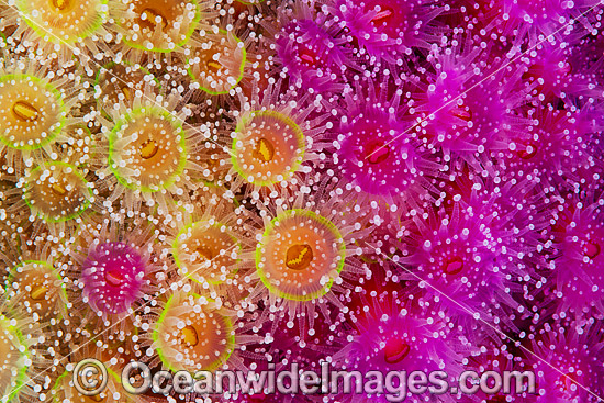 Jewel Anemones photo Jewel Anemones photo