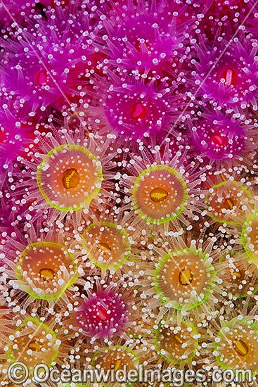 Jewel Anemones photo Jewel Anemones photo