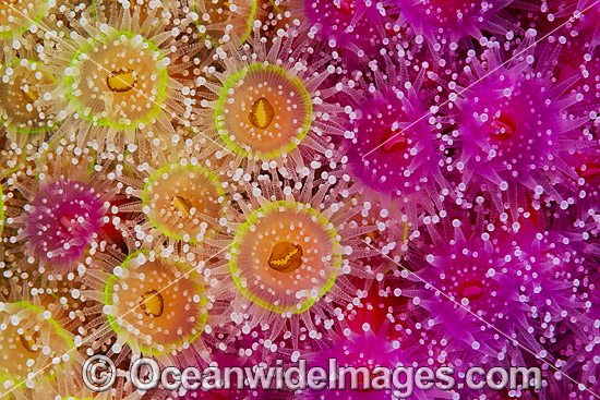 Jewel Anemones photo Jewel Anemones photo