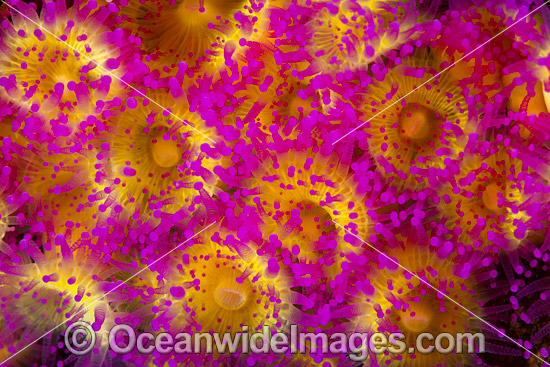Jewel Anemones photo Jewel Anemones photo