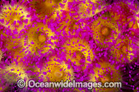 Jewel Anemones Photo - Gary Bell