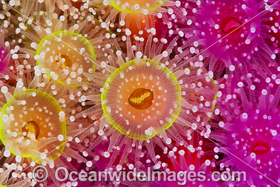 Jewel Anemones photo Jewel Anemones photo