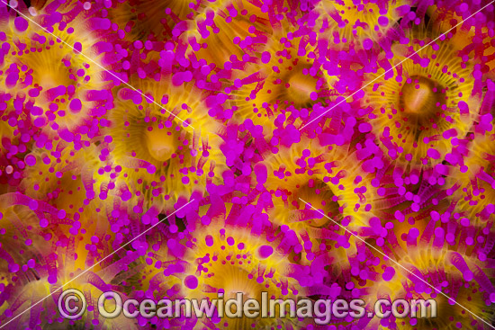 Jewel Anemones photo Jewel Anemones photo