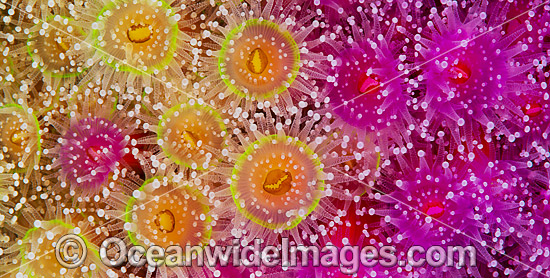 Jewel Anemones photo Jewel Anemones photo