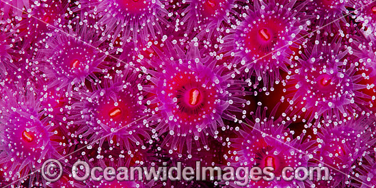 Jewel Anemones photo Jewel Anemones photo