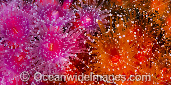 Jewel Anemones photo Jewel Anemones photo