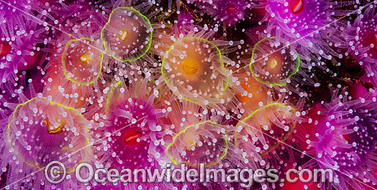 Jewel Anemones photo Jewel Anemones photo