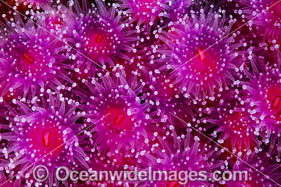 Jewel Anemones photo Jewel Anemones photo