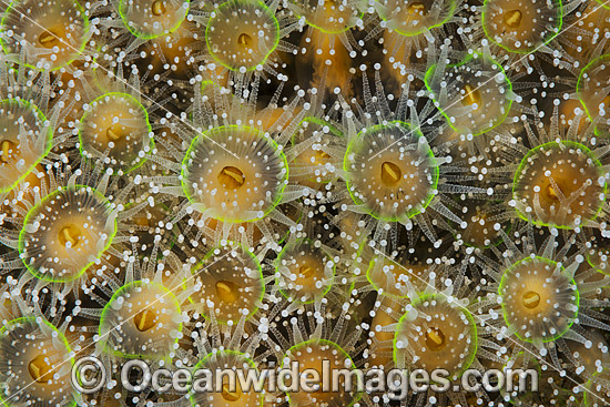 Jewel Anemones photo Jewel Anemones photo
