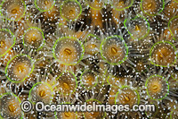 Jewel Anemones Photo - Gary Bell