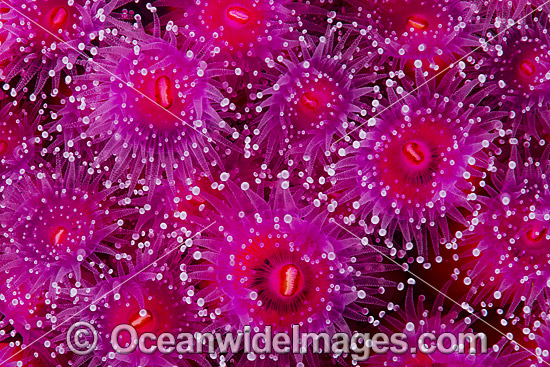 Jewel Anemones photo Jewel Anemones photo