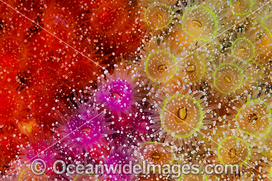 Jewel Anemones photo Jewel Anemones photo