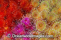 Jewel Anemones Photo - Gary Bell