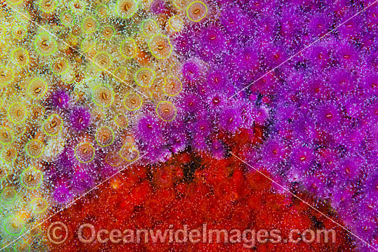 Jewel Anemones photo Jewel Anemones photo