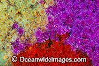 Jewel Anemones Photo - Gary Bell