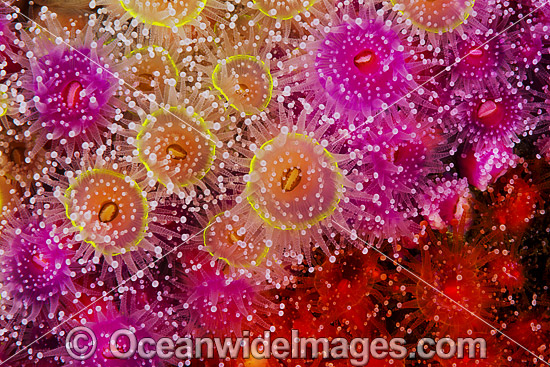 Jewel Anemones photo Jewel Anemones photo
