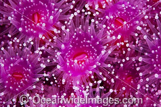 Jewel Anemones photo Jewel Anemones photo