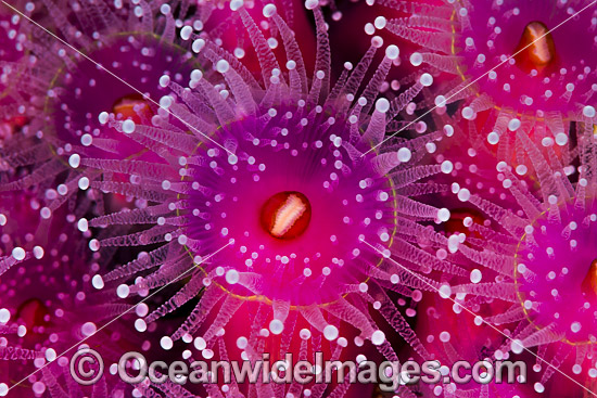 Jewel Anemones photo Jewel Anemones photo