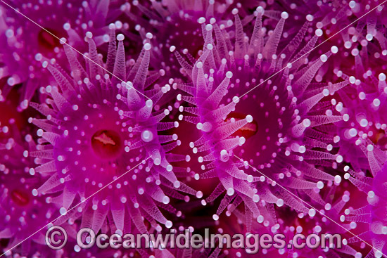 Jewel Anemones photo Jewel Anemones photo