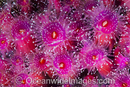 Jewel Anemones photo Jewel Anemones photo