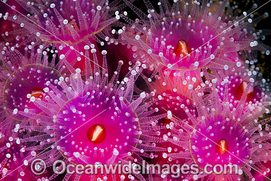 Jewel Anemones photo Jewel Anemones photo